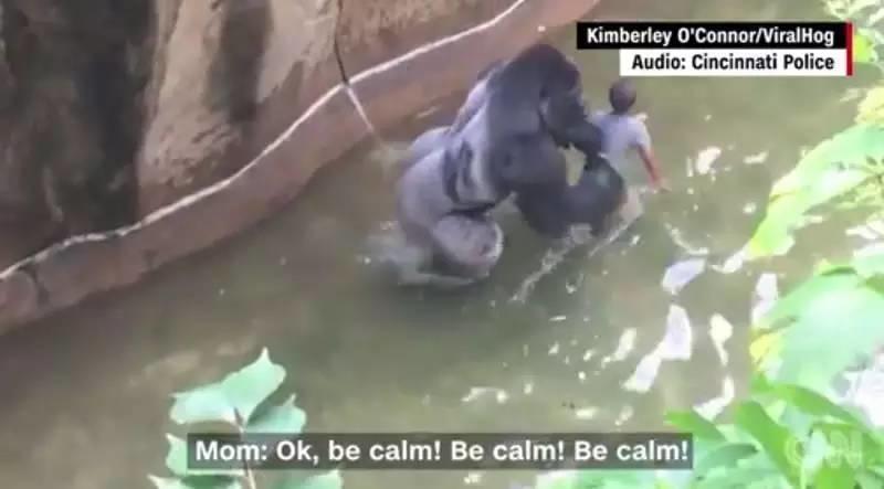 当全世界在为一只大猩猩的死愤怒的时候,1000个人正在地中海里静静地死去 当全世界在为一只大猩猩的死愤怒的时候,1000个人正在地中海里静静地死去