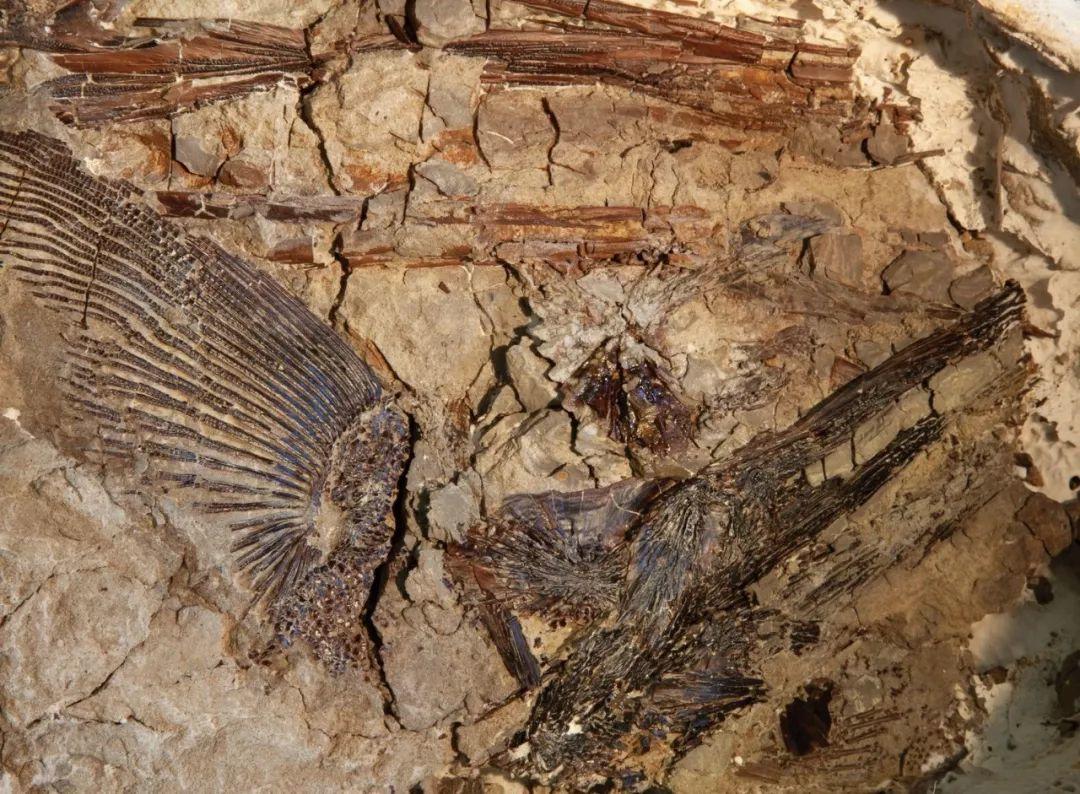 恐龙灭绝的那一天 恐龙灭绝的那一天