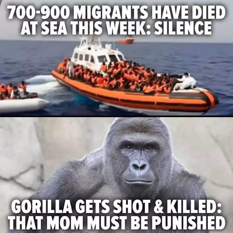 当全世界在为一只大猩猩的死愤怒的时候,1000个人正在地中海里静静地死去 当全世界在为一只大猩猩的死愤怒的时候,1000个人正在地中海里静静地死去