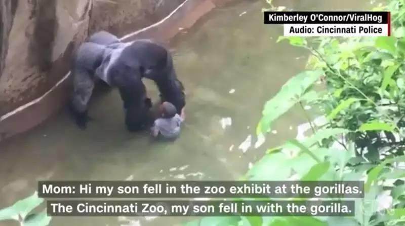 当全世界在为一只大猩猩的死愤怒的时候,1000个人正在地中海里静静地死去 当全世界在为一只大猩猩的死愤怒的时候,1000个人正在地中海里静静地死去