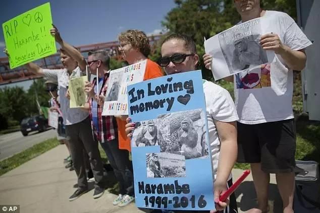 当全世界在为一只大猩猩的死愤怒的时候,1000个人正在地中海里静静地死去 当全世界在为一只大猩猩的死愤怒的时候,1000个人正在地中海里静静地死去