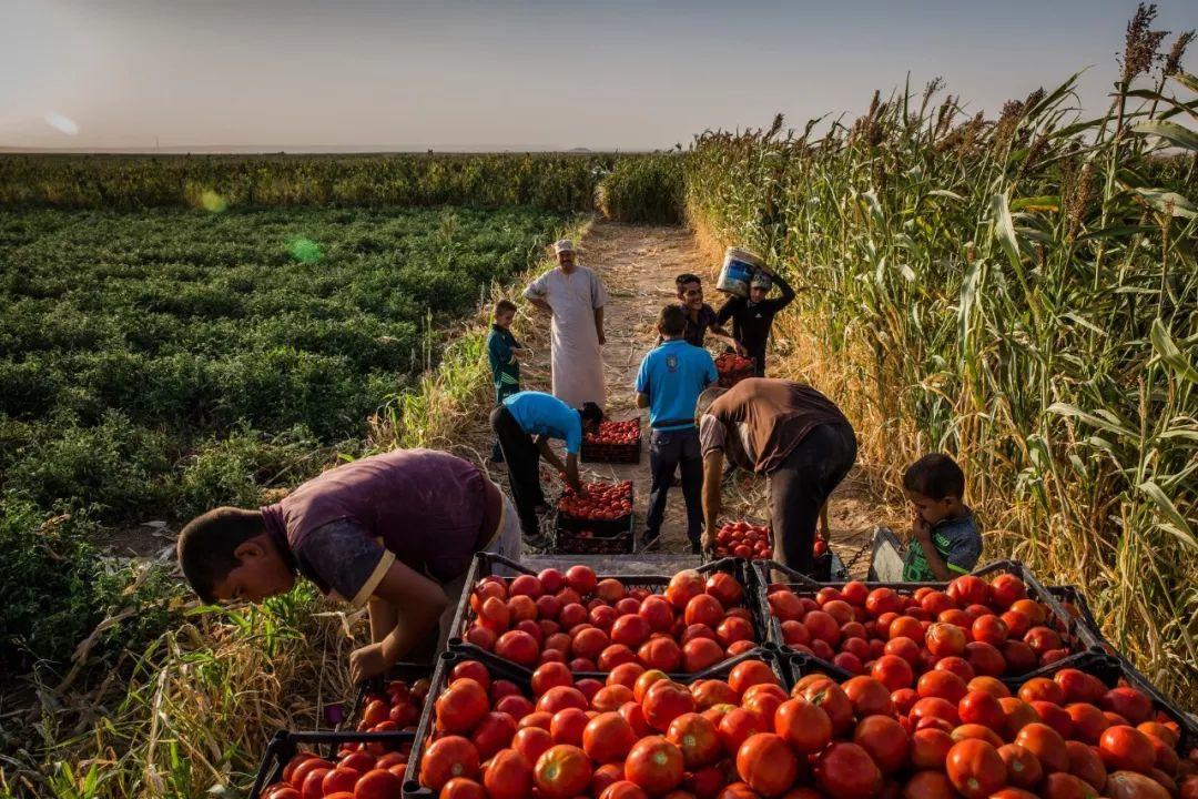 15000份从垃圾堆和废墟里找到的文件,揭开了一个大秘密 15000份从垃圾堆和废墟里找到的文件,揭开了一个大秘密