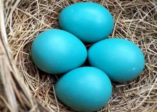 蒂芙尼蓝凭什么成为世界上最昂贵的蓝色? 蒂芙尼蓝凭什么成为世界上最昂贵的蓝色?