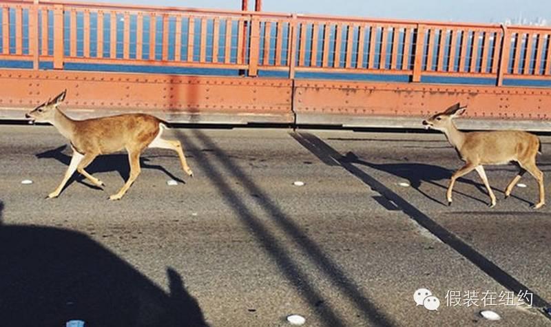 这个黄色的怪物,就是金门大桥的安全保障 这个黄色的怪物,就是金门大桥的安全保障