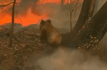 你以为澳洲大火和你没有关系 你以为澳洲大火和你没有关系